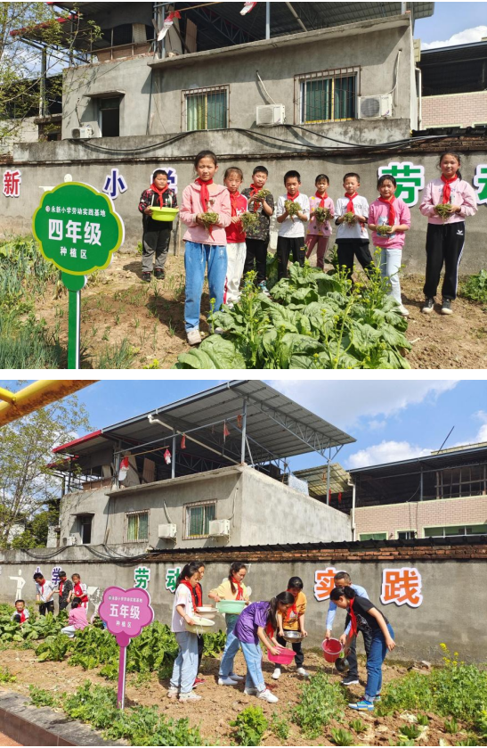 四川省三台县永新小学建设劳动教育实践基地
